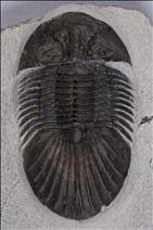 Picture of Platyscutellum sp.