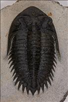 Picture of Metacanthina issoumourensis dorsal view