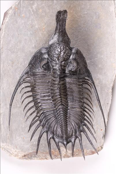 Picture of Psychopyge sp.
