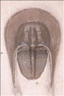 Picture of Harpes hamarlaghdadensis, larger specimen