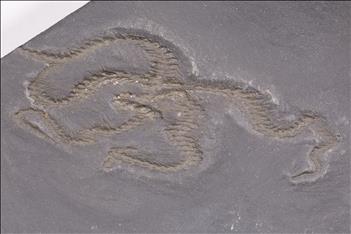 Picture of Eospondylus primigenius
