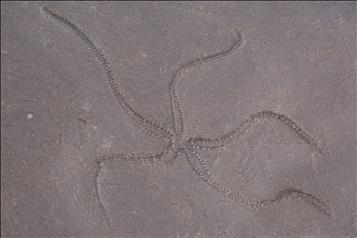 Picture of Urasterella asperula