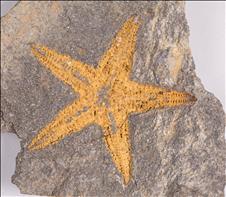 Picture of Petraster sp.