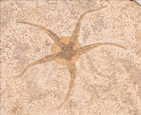 Picture of Ophiura sp.