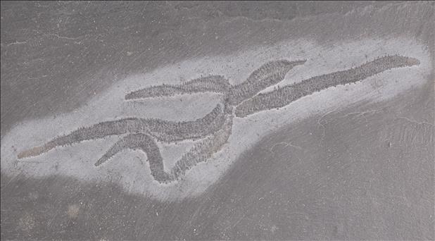 Picture of Urasterella verruculosa