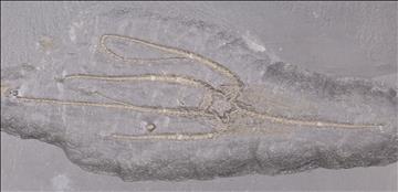 Picture of Furcaster paleozoicus