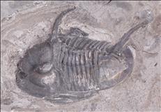 Picture of Raymondites ingali