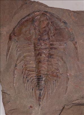 Picture of Mesonacis fremonti, specimen B