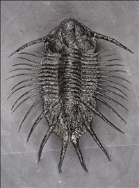 Picture of Acanthopyge sp.