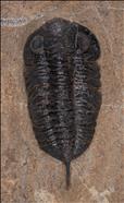 Picture of Baniaspis sp.