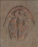 Picture of Archaeaspis macropleuron