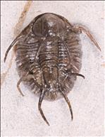 Picture of Ceratarges koumalii