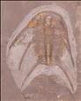 Picture of Temnoura sp.