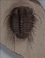 Picture of Cyphaspides nicoleae
