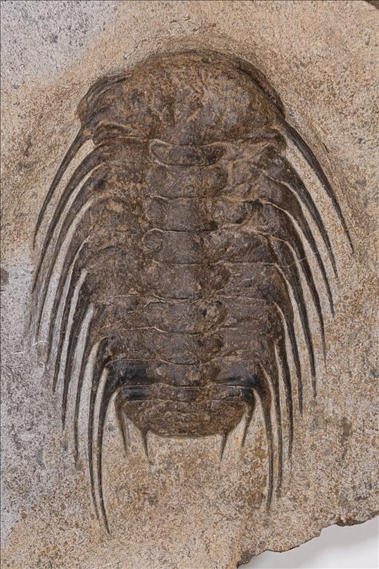 Picture of Selenopeltis buchii