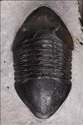 Picture of Isotelus gigas