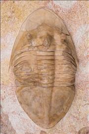 Picture of Rhinoferus hyorrhinus