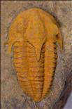 Picture of Kingaspidoides sp.