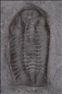 Picture of Calyptaulax callicephalus