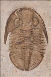 Picture of Ditomopyge artinskiensis
