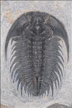 Picture of Zacanthoides serratus