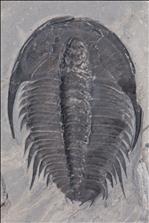 Picture of Orygmaspis (Parabolinoides) contracta contracta