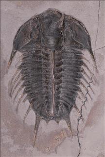 Picture of Olenoides nevadensis