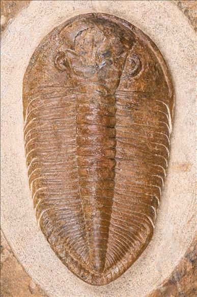 Picture of Eudolalites maiderensis