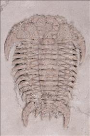 Picture of Bufoceraurus bispinosus