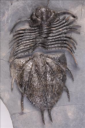 Picture of Acanthopyge haueri