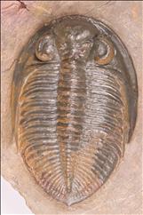 Picture of Odontochile sp.