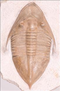 Picture of Megistaspidella triangularis