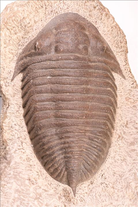 Picture of Burmeisterella sp. small specimen