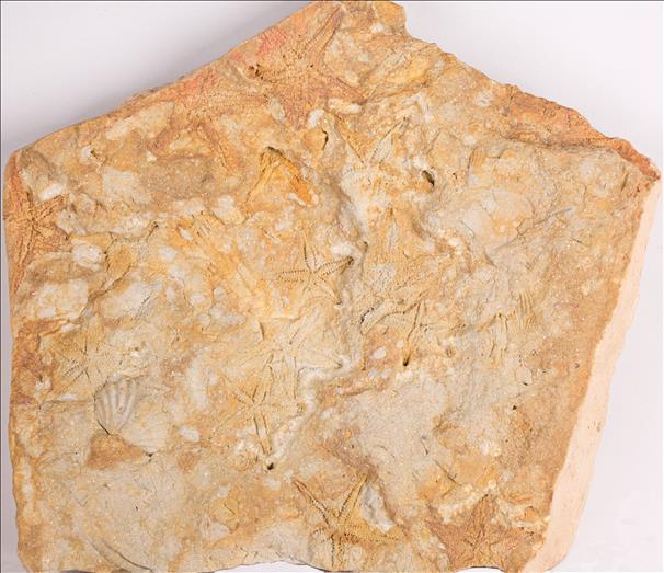 Picture of Urasterella selwyni plate