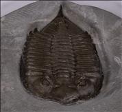 Picture of Dalmanites limulurus front