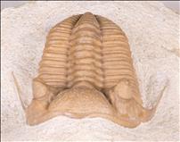 Picture of Prochasmops nasutus front