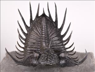 Picture of Psychopyge sp. front