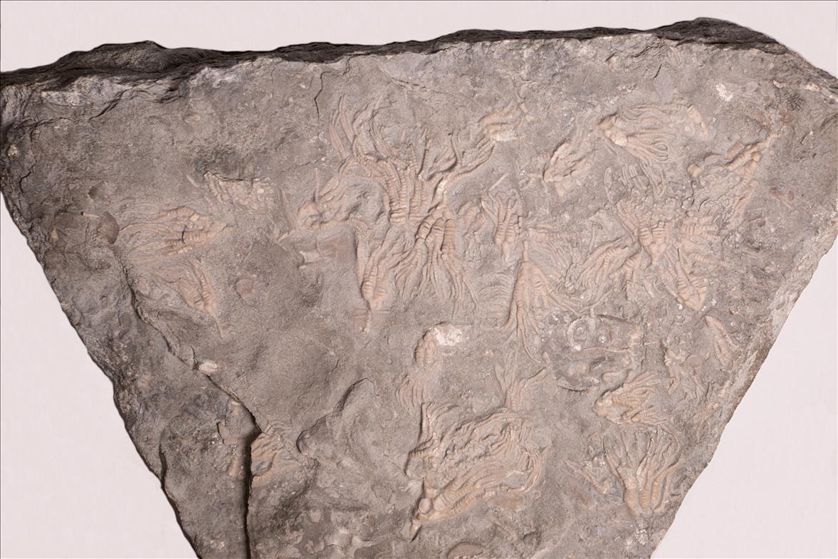 Picture of Cupulocrinus jewetti full plate