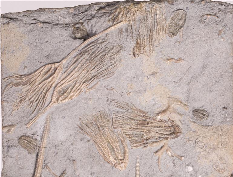 Picture of Iocrinus subcrassus plate