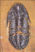 Picture of Ditomopyge scitula