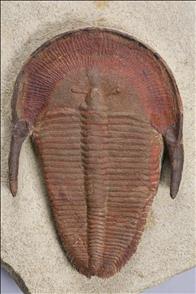 Picture of Left Harpides sp. trilobite