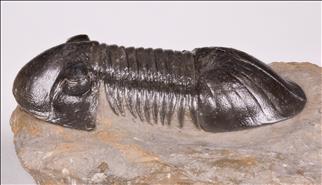Picture of Paralejurus spatuliforumis left side