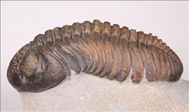 Picture of Drotops megalomanicus subornatus left side
