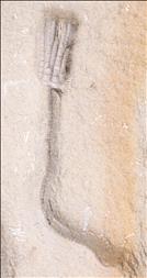 Picture of Sarocrinus varsoviensis second specimen