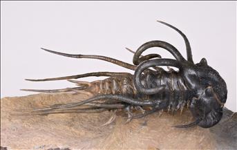 Picture of Dicranurus monstrosus right side