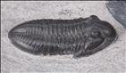 Picture of Hesslerides arcentensis right side