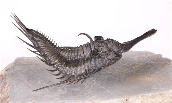 Picture of Psychopyge sp. right