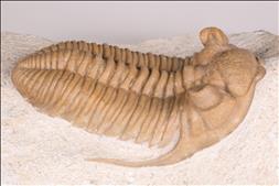 Picture of Prochasmops nasutus right side