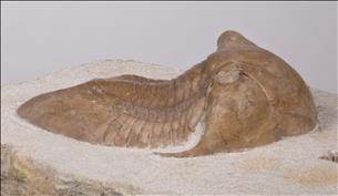 Picture of Illaenus tauricornis right side