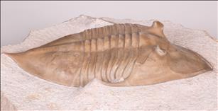 Picture of Megistaspidella triangularis right side